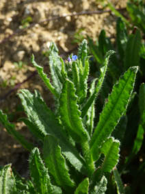 Anchusa arvensis